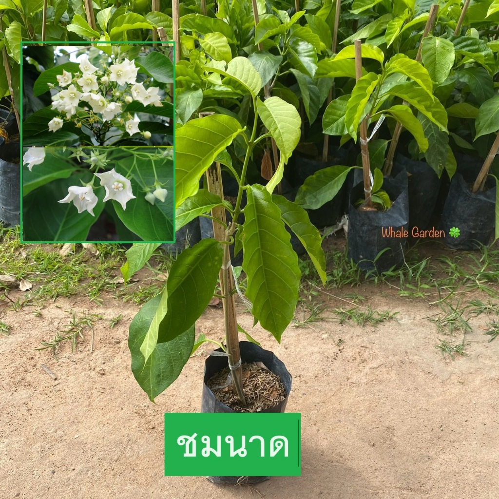 ต้นชมนาด ชมนาด Bread flower กิ่งชำ ไม้ดอก ดอกมีกลิ่นหอม (รับประกัน ส่งใหม่ฟรี หากสินค้าเเสียหาย!!)