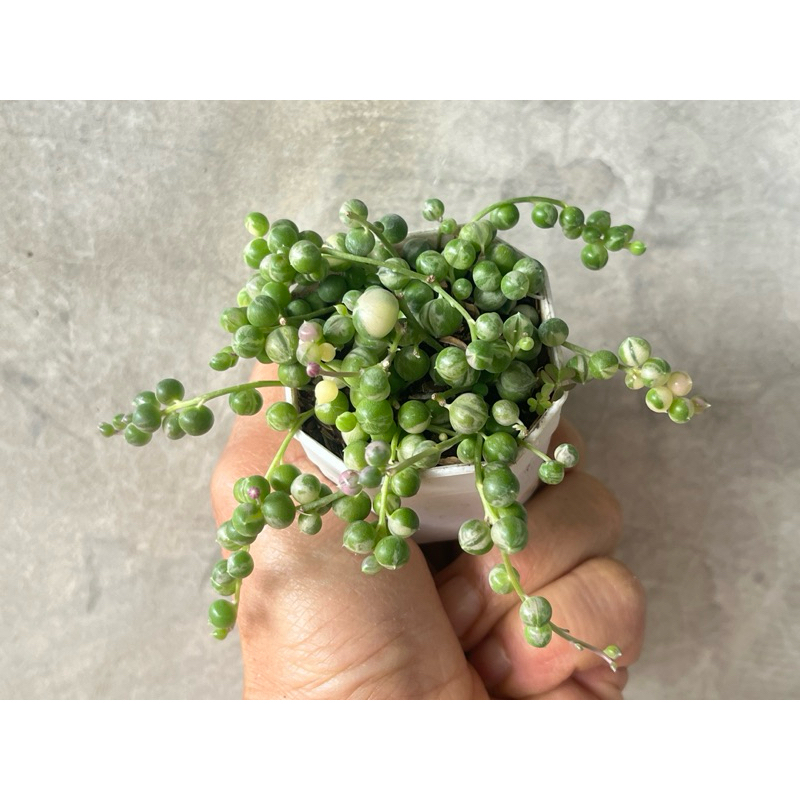 สร้อยไข่มุกด่าง String of Pearls Variegated (,Senecio rowleyanus Variegated ) ไม้อวบน้ำ กระถาง 2 นิ้ว