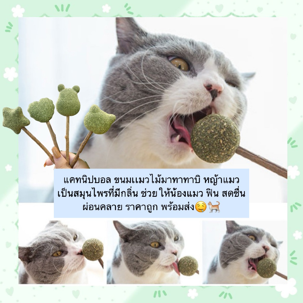 MG-526 แคทนิปบอล ไม้มาทาทาบิ หญ้าแมว สมุนไพรฟื้นฟูอารมณ์ สำหรับแมว ฟิน สดชื่น ผ่อนคลาย ราคาถูก พร้อมส่ง 🐈‍⬛🌿