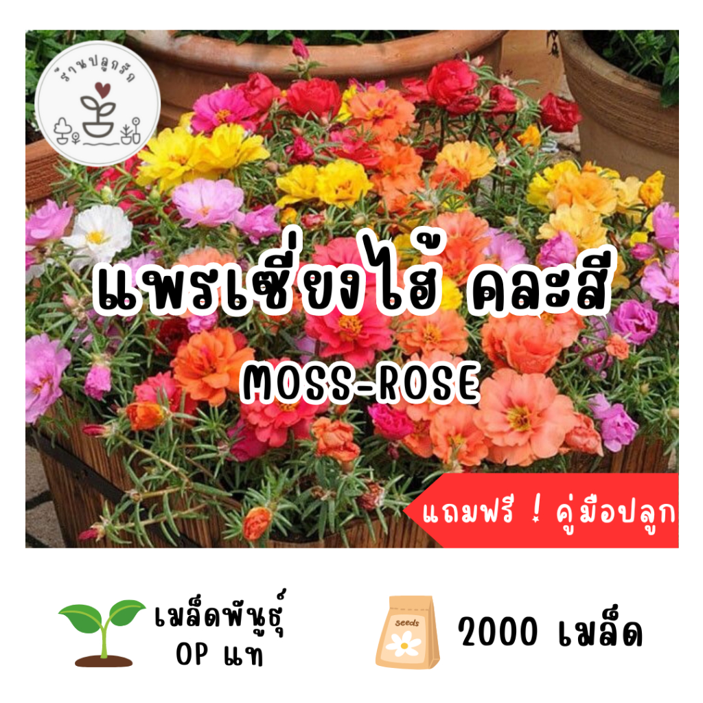 LXG : เมล็ดพันธุ์ ดอกแพรเซี่ยงไฮ้ คละสี (Moss Rose) 2000 เมล็ด ปลูกง่าย โตเร็ว เมล็ดแท้ อัตราการงอกสูง