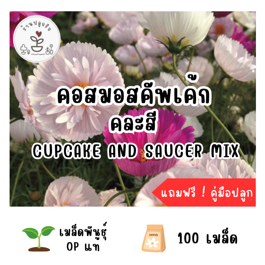 LXG : เมล็ดพันธุ์ ดอกคอสมอสคัพเค้ก คละสี (Cosmos Cupcake mix) 100 เมล็ด ปลูกง่าย โตเร็ว เมล็ดแท้ อัต