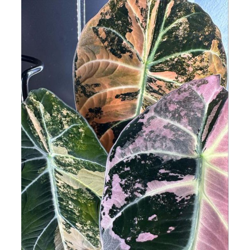 แบล็คเวลเวทนินจา (Alocasia reginula Black Velvet ‘Ninja’)ไม้เนื้อเยื่อตัดแต่งพันธุกรรม ลุ้นด่างโทนหลากสี อนุบาลจนแข็งแรง