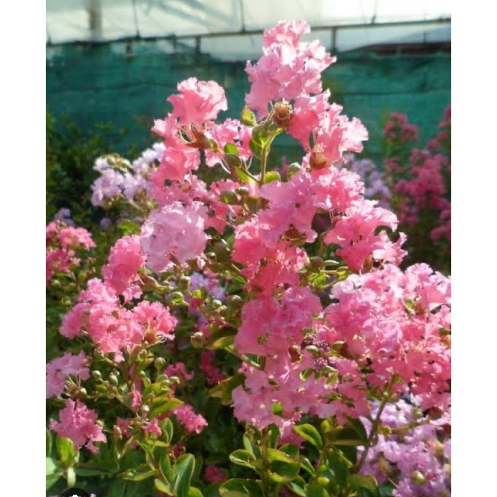 ต้นยี่เข่ง (Crape Myrtle) มีหลายชนิดให้เลือก ร้านต้นไม้บ้านเพื่อน