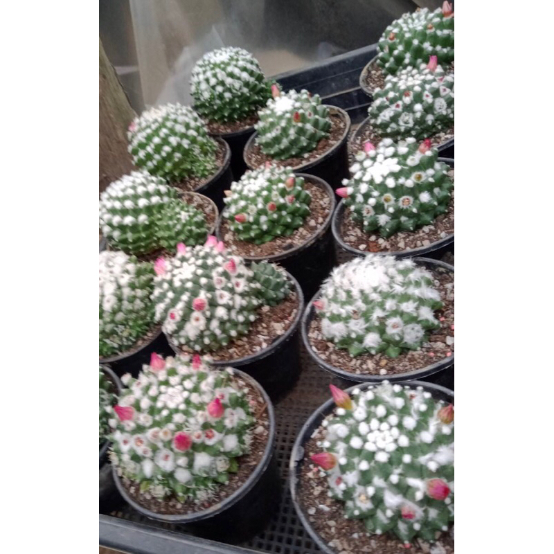 อิรุซามุแคคตัส กระถาง 2 นิ้ว - รูปที่ 4