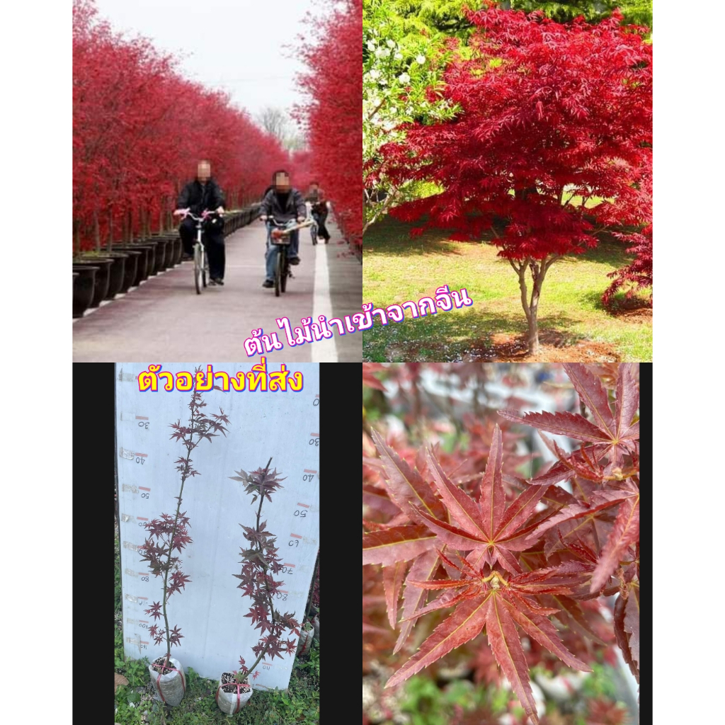 (1ต้น) เสียบยอด 2 ปี ต้น เมเปิ้ลญี่ปุ่น ต้นเมเปิ้ลญี่ปุ่น เมเปิ้ล แดง ญี่ปุ่น maple Japanese / klisn
