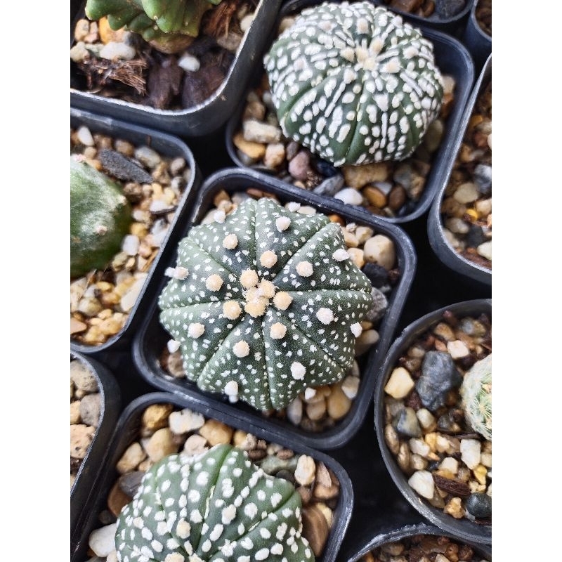 🌵Astrophytum asterias “Super” (ซุปเปอร์) 🌵กระถาง2นิ้ว ให้ดอกได้แล้ว 2 ต้น39 บาท