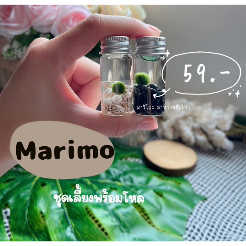มาริโมะชุด 0.8 โหลDหินขาว,ดำ ซื้อคู่เเถมปุ๋ยอาหาร+เกลือถุงจิ๋ว+คู่มือการเลี้ยง