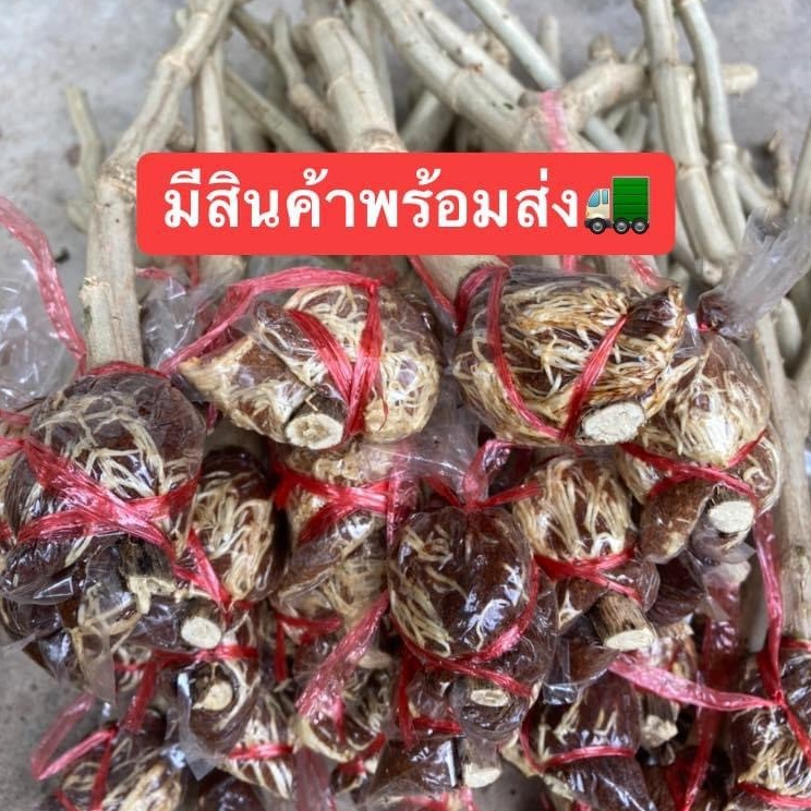 ชะอมกิ่งตอน (ชุด 5,10,20 กิ่ง) มีรากแน่นพร้อมปลูก