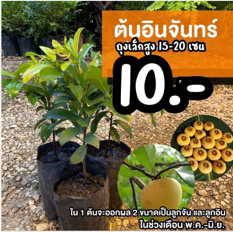 ต้นอินจันทร์ (จำนวน 5 ต้น) สูง 15-20 เซนติเมตรถุงเล็ก