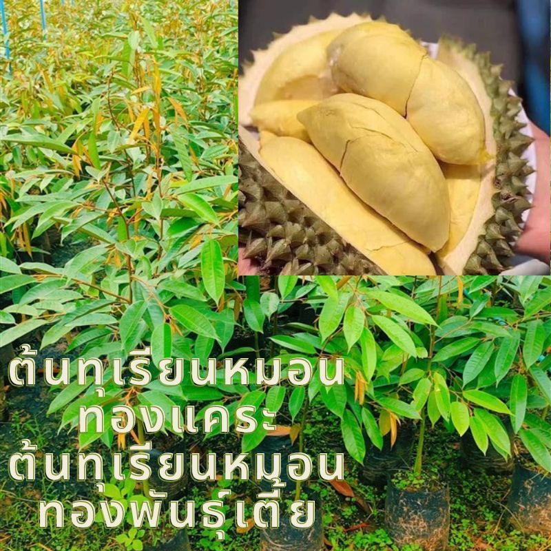 ทุเรียนหมอนทองแคระ ต้นทุเรียนหมอนทองแคระ ต้นเสียบยอดสูง 60-80 ซม ผลขนาดกลาง ผิวสีเขียวเข้ม ชิ้นใหญ่ เนื้อหนา