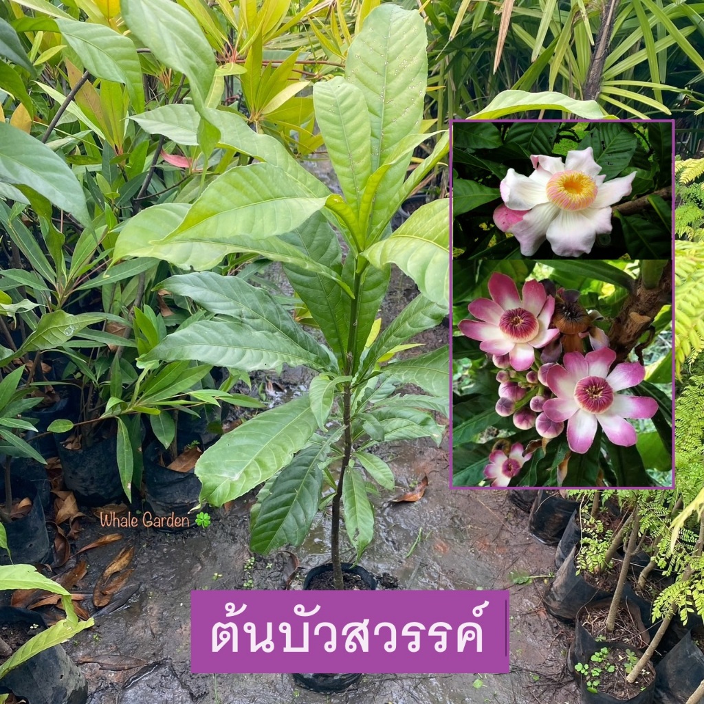 ต้นบัวสวรรค์ บัวสวรรค์ (Gustavia Gracillima) ไม้ประดับ ใบเขียวตลอดปีช่วยให้บ้านดูร่มรื่นเย็นสบาย (รับประกันสินค้า) ราคา ถูกที่สุด ดีลบีเคเค