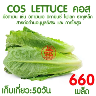 *โค้ดส่งฟรี* เมล็ดผักสลัด ผักสลัด เมล็ดผัก (2,000เมล็ด+) เมล็ดพันธุ์ เมล็ดพันธุ์ผักสลัด งอกดี ปลูกผัก สลัด Clearance
