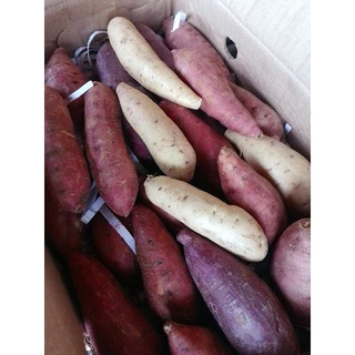 มันเทศหวาน●เกรดA●แพ็ก1กก.**ชั่งรวมกล่อง**