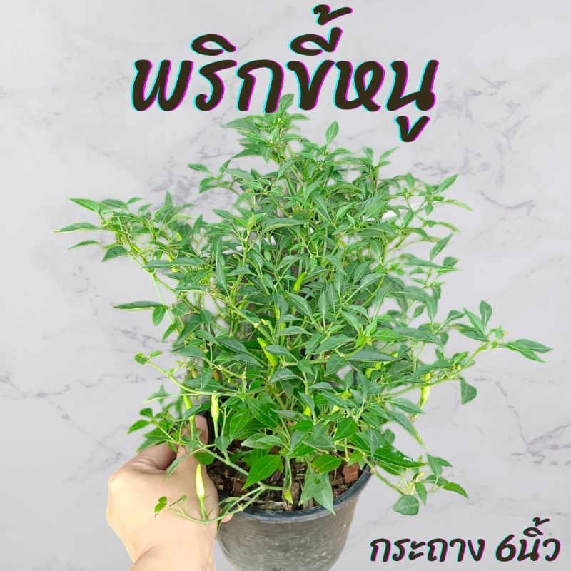 ต้นพริกขี้หนู กระถาง 6นิ้ว