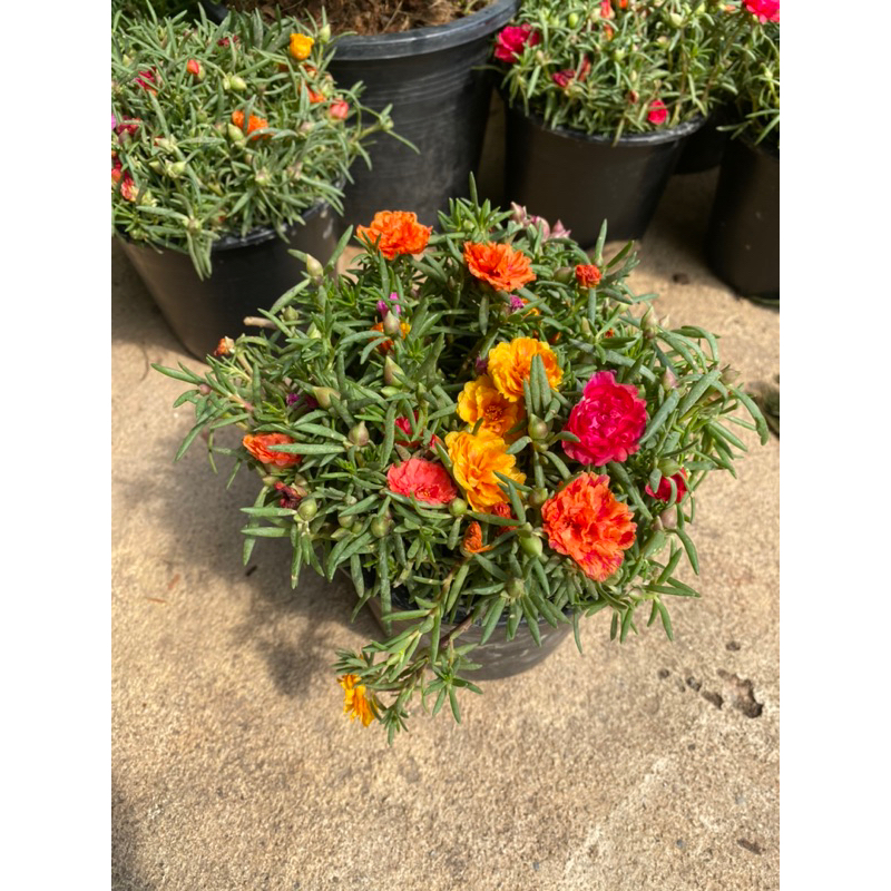 ต้นคุณนายตื่นสาย-คุณนายด่าง#กระถาง 5-6 นิ้ว