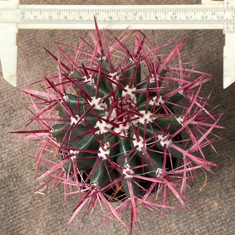 เฟอโรถังไฟ หนามแดงๆ ต้อนรับตรุษจีน Ferocactus gracillis ( Fire barrel cactus ) ไม้เมล็ด รากแน่นๆ