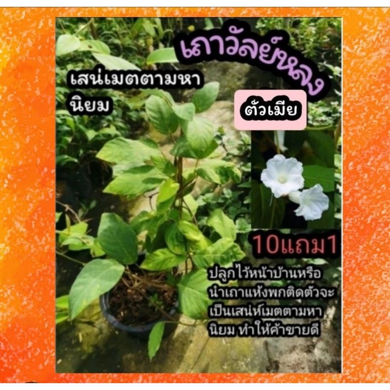 ต้นเถาวัลย์หลงดอกขาว ตัวเมีย ไม้มงคล เมตตามหานิยม ค้าขายขึ้น เครือเถาหลง เครือเขาหลง เสน่ห์ บูชา ต้นไม้สายมู  ดอกม่วง
