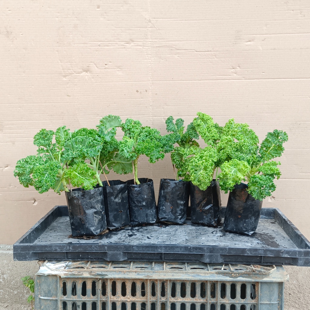 ต้นเคลเขียวใบหยิกเซ็ต 6 ต้น สูง 20-25 ซม.