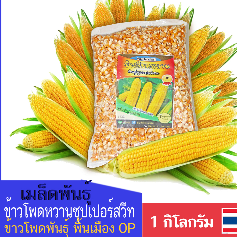 เมล็ดพันธุ์ข้าวโพดหวาน Sweet Corn seeds พันธุ์ซุปเปอร์สวีท พันธุ์ OP พื้นเมือง