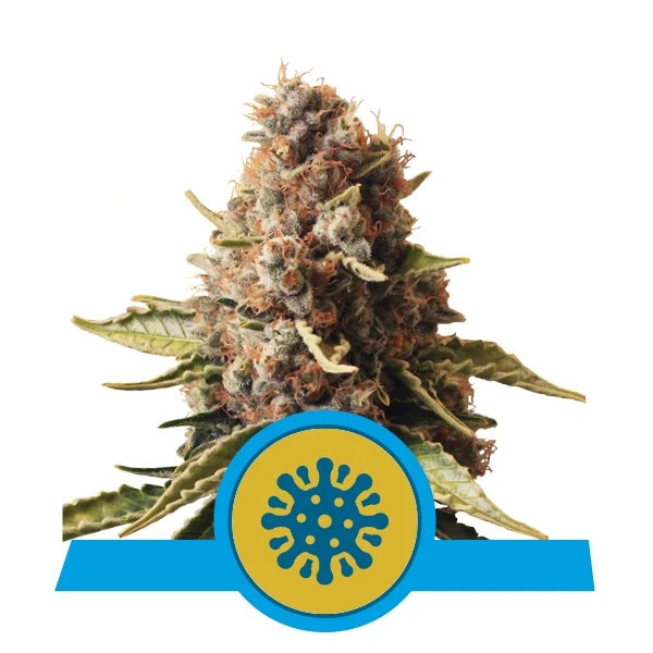 Euphoria CBD | Royal Queen Seeds