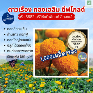 1,000เมล็ด สีทองเข้ม 5882 ศรีวิชัย ดีฟโกลด์ ทองเฉลิม ดาวเรือ…