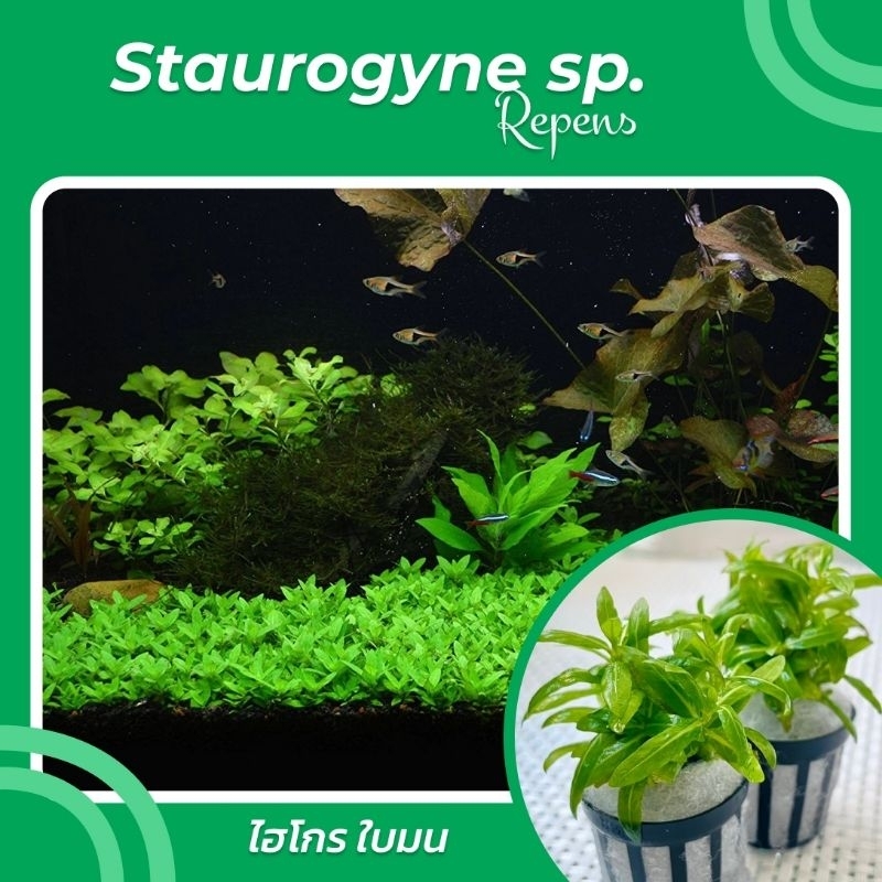 ไม้น้ำ ไฮโกร ใบมน ไม้ใบน้ำ Staurogyne repens