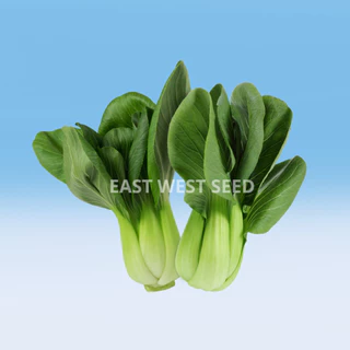 ศรแดง เมล็ดพันธุ์ผักกาดกวางตุ้งฮ่องเต้ลูกผสม F1 จั่นเจา (East-West Seed) เมล็ดพันธุ์ ผักสวนครัว ตราศรแดง