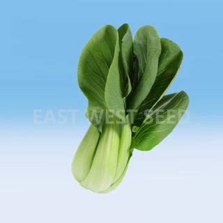 ศรแดง เมล็ดพันธุ์ผักกาดกวางตุ้งฮ่องเต้ลูกผสม F1 จั่นเจา (East-West Seed) เมล็ดพันธุ์ ผักสวนครัว ตราศรแดง