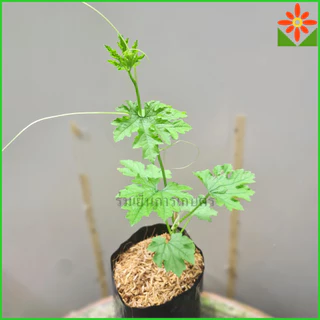 ต้นมะระขี้นก ต้นมะระ มะระขี้นก ส่งพร้อมถุงเพาะชำ 5.5นิ้ว