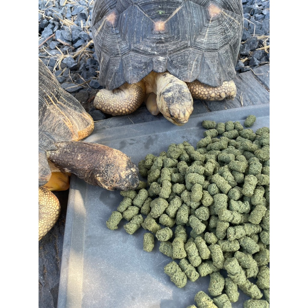 Happy Tortoise Giant อาหารเต่าบก เม็ดใหญ่ (สีส้ม) เหมาะสำหรับเต่าใหญ่ ถุง 1 กิโลกรัม - รูปที่ 2