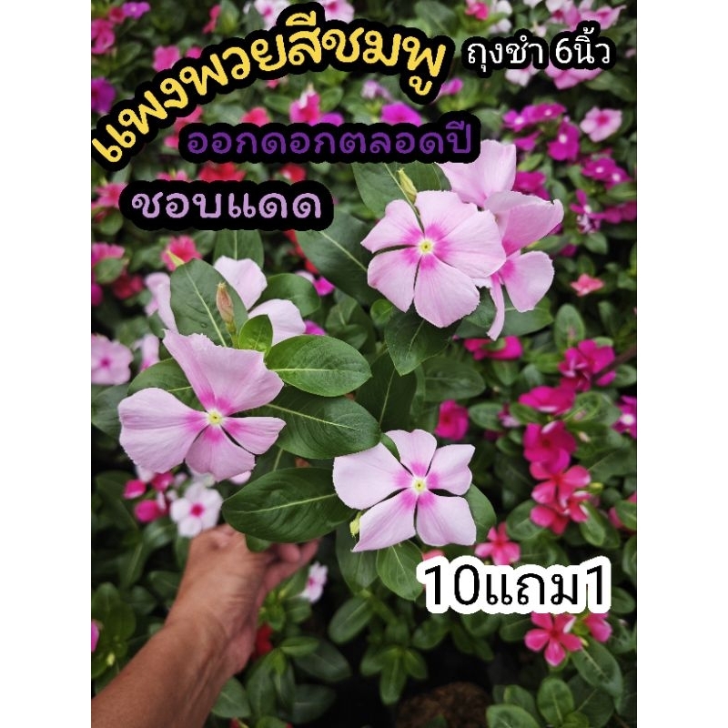 ต้นแพงพวยสีชมพู จัดสวน แต่งบ้าน  6 นิ้ว จัดสวน แต่งบ้าน ปูหญ้า หญ้าสนาม ไม้แดด แดง ดอกไม้กินได้ ผักสลัด สวนครัว ดิน ปุ๋ย