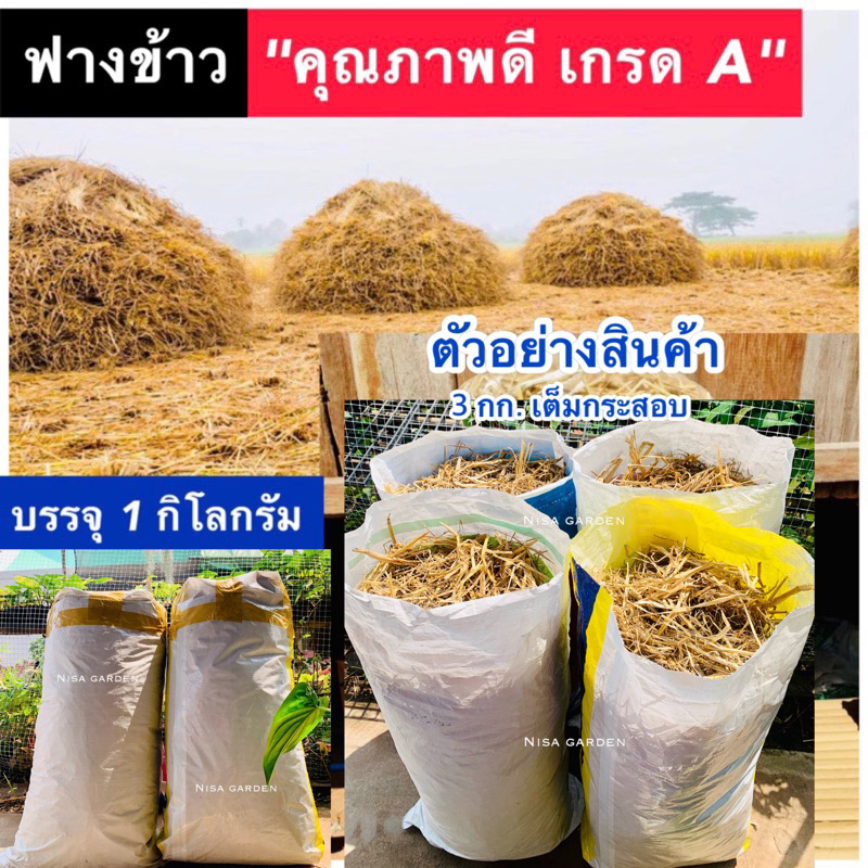 ซื้อ ฟาง ฟางข้าว 1 กิโลกรัม (ล็อตใหม่ ปี 2567) ไม่ชื้น ไม่รา