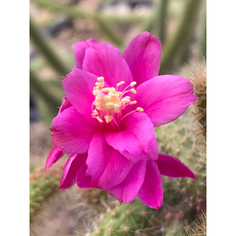 หน่อเด็ดสด หางหนู ดอกชมพูสดสวยมาก Aporo cactus