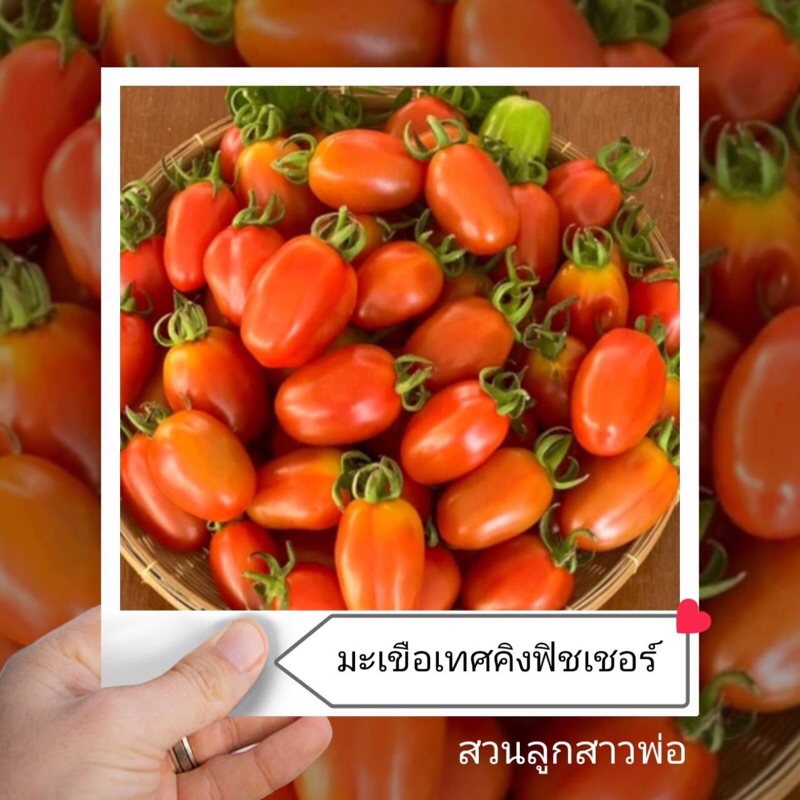 [5แถม1] เมล็ดมะเขือเทศคิงฟิชเชอร์ ✨King Fisher Tomato Seeds เนื้อแน่น หวานอมเปรี้ยว กรอบ   20-25 เมล็ด – โปรปัง