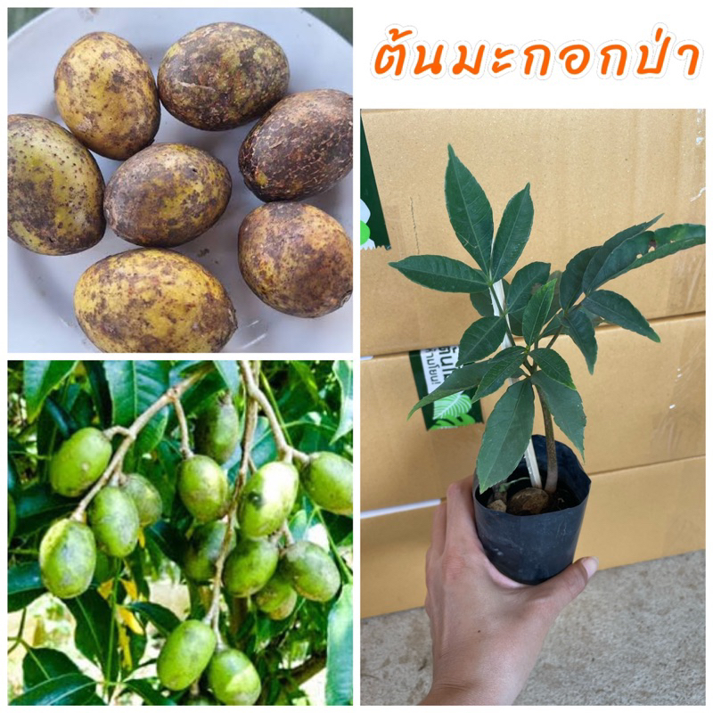 ต้นมะกอกป่า (1แถม1) เพาะเมล็ด มีรสเปรี้ยวและฝาดเล็กน้อย ผลสุกนิยมนำมาใส่อาหาร ส้มตำ ยำ น้ำพริก ใบสามารถทานได้