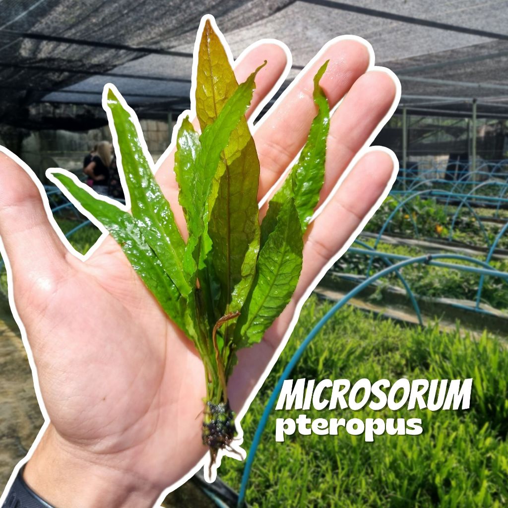 รากดำ / จาวาเฟิร์น - เฟิร์นน้ำ (java fern) - MICROSORUM PTEROPUS ต้นไม้น้ำ