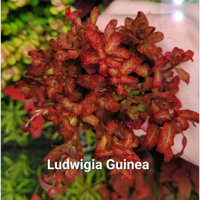 Ludwigia guinea ไม้แดงง่าย