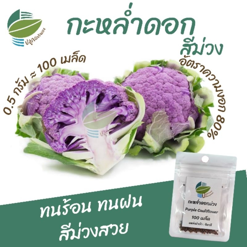 เมล็ดพันธุ์ กะหล่ำดอกสีม่วง (Purple Cauliflower)