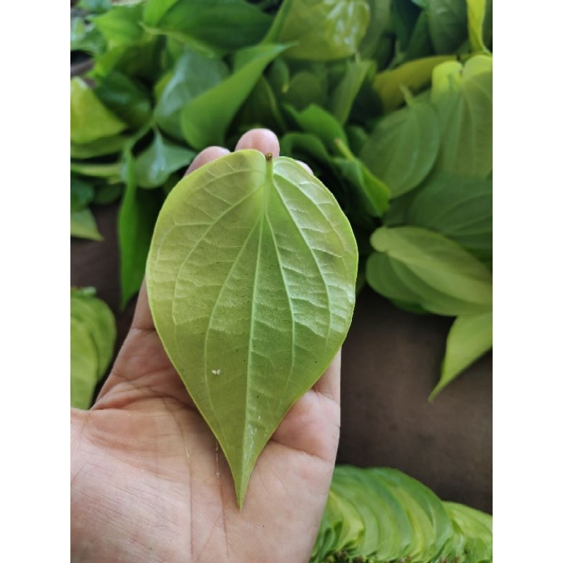 ใบพลูเหลืองขนาดเล็กสุด 1kg.(100บาท) ใบสวยๆเก็บสดๆจากสวน