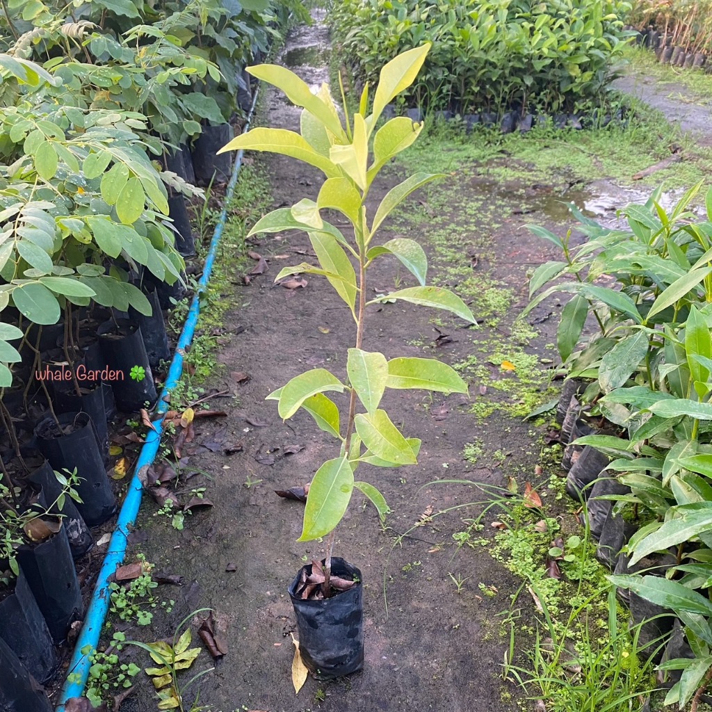 ต้นละมุด ละมุดเพาะเมล็ด (Sapodilla) ละมุด ราคาถูก ปลูกง่าย (รับประกัน ส่งใหม่ฟรี หากสินค้าเเสียหาย!!)