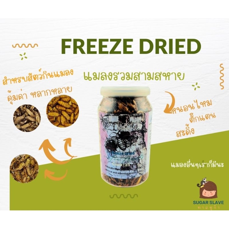 New Cocktail insects freeze dried รวมคุณค่า 3 แมลงไว้ในกระปุกเดียวกัน สะดิ้ง หนอนไหม ตั๊กแตน