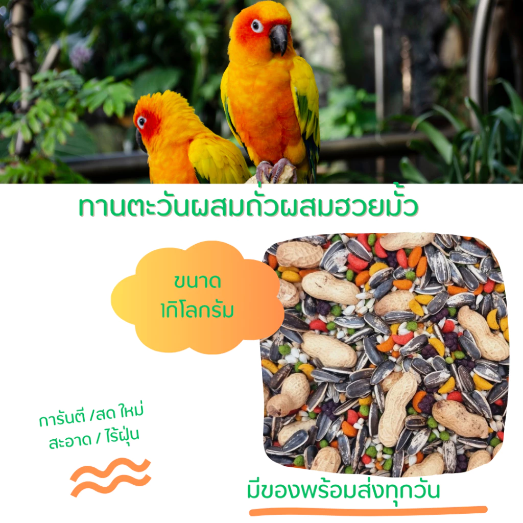 อาหารนกแก้วทานตะวันผสมถั่วและผลไม้อัดเม็ดที่สำคัญผสมฮวนมั๊วด้วย