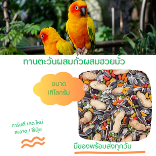 อาหารนกแก้วทานตะวันผสมถั่วและผลไม้อัดเม็ดที่สำคัญผสมฮวนมั๊วด้วย