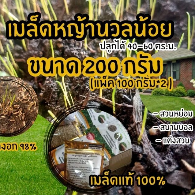 เมล็ดหญ้านวลน้อยแท้ 100% (ระวังเมล็ดปลอมราคาถูก) ขนาด 200 กรัม
