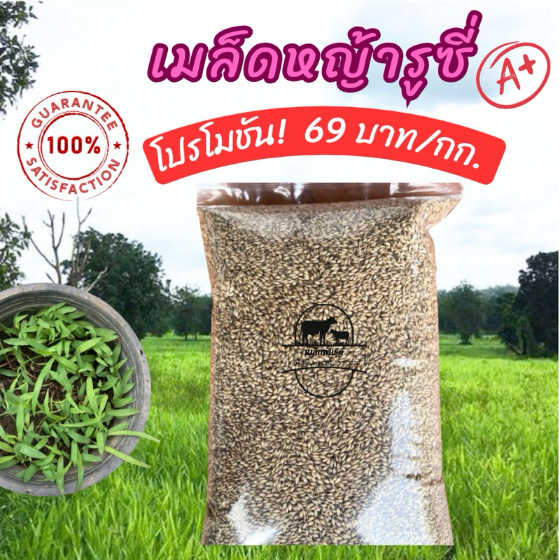 เมล็ดหญ้ารูซี่ 1 กก ส่งถูก หญ้าวัว #รับประกันการงอก หญ้าลูซี่ พันธ์ุหญ้ารูซี่ เลี้ยงสัตว์ หญ้าเลี้ยงวัว ควาย แพะ แกะ