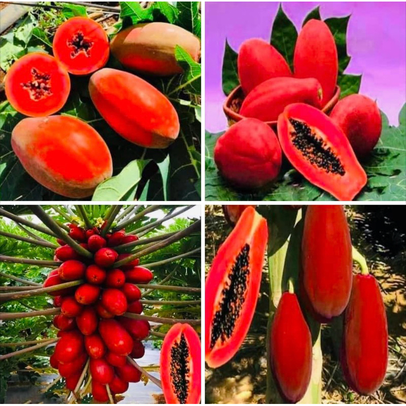 เมล็ดพันธุ์มะละกอแดง red ruby