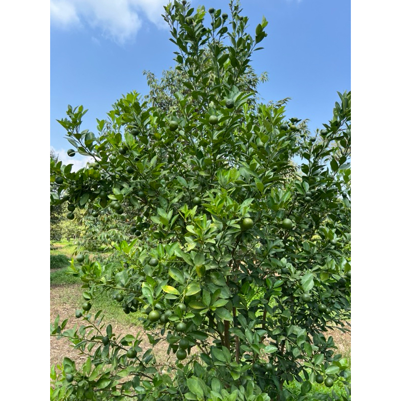 รูปภาพ 7