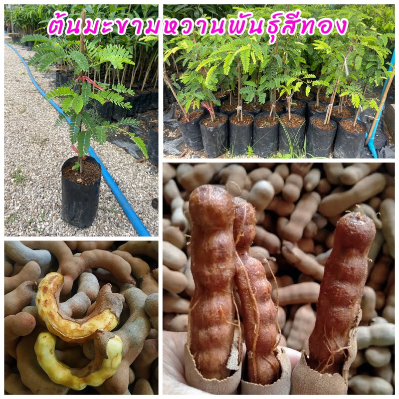 ต้นมะขามหวาน พันธุ์สีทอง เสียบยอด ต้นเตี้ยปีเดียวติดผล ฝักอวบใหญ่ รสหวานอร่อย ขนาดต้น 50-60ซม.