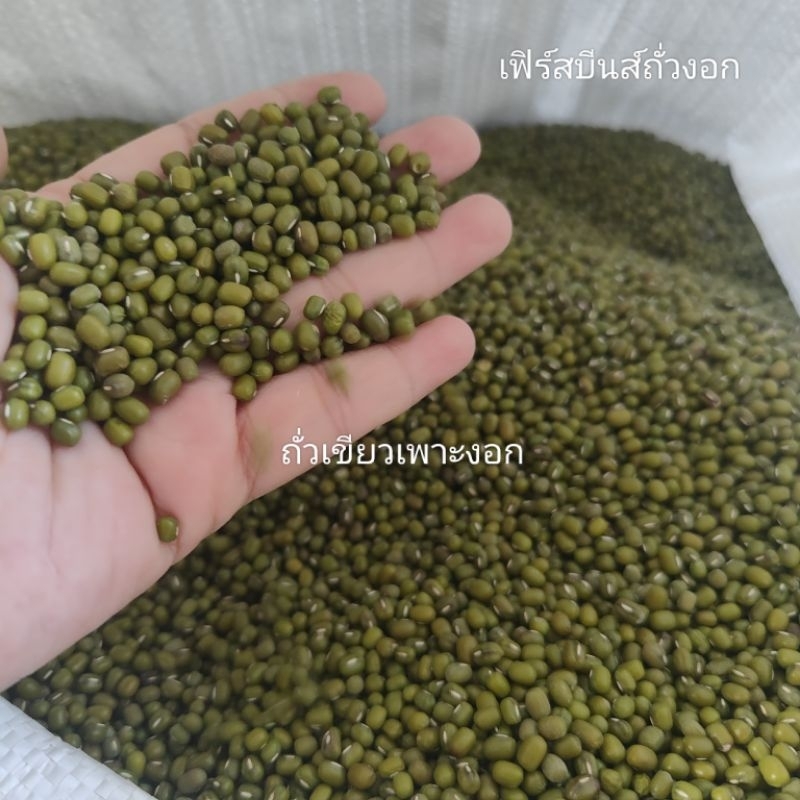 ถั่วเขียว เพาะงอก คัดเกรด อัตราการงอก 98% ขนาด 1 kg