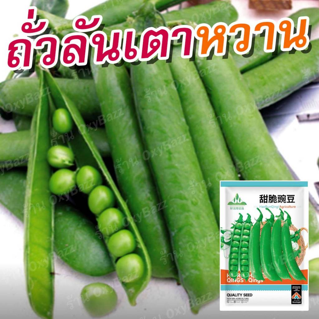 เมล็ดพันธุ์ถั่วลันเตาหวาน 40 เมล็ด เมล็ดถั่วหวาน เมล็ดถั่วแขก เมล็ดถั่วน้อย